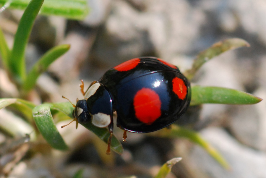 coccinella da identificare: Harmonia axyridis